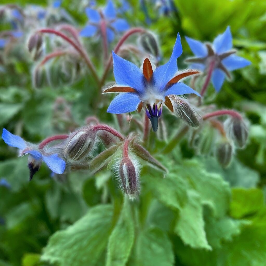 Borage